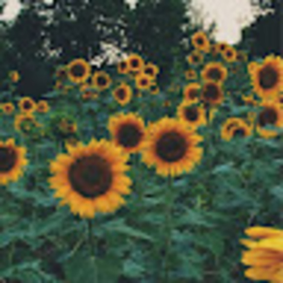 Meet your Posher, Lily - Picture 1 of 1